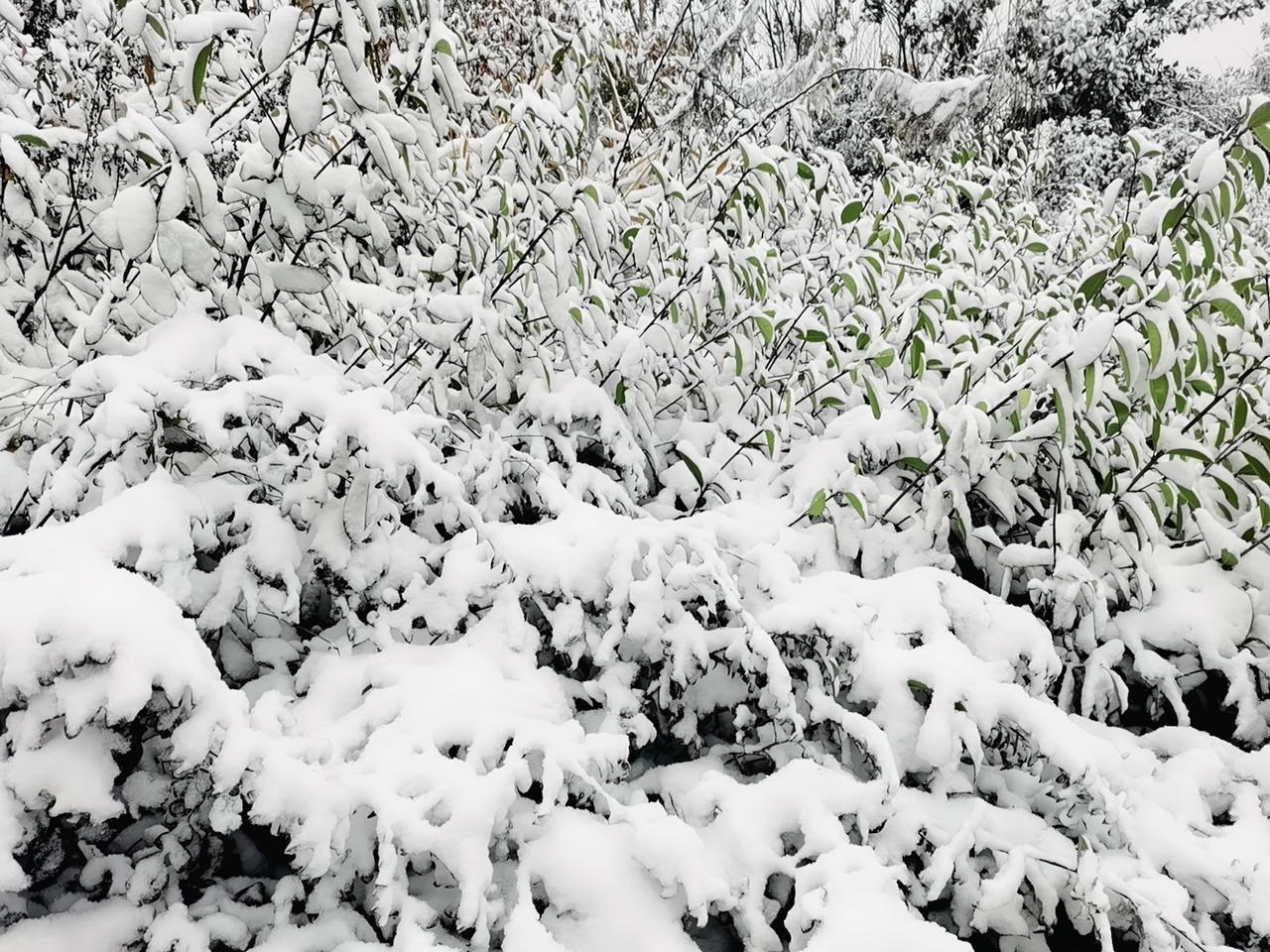 《雪》珠乡小女
 
风裹着碎玉，在檐角写满留白
天空低垂，像一块未染墨的宣纸
银
