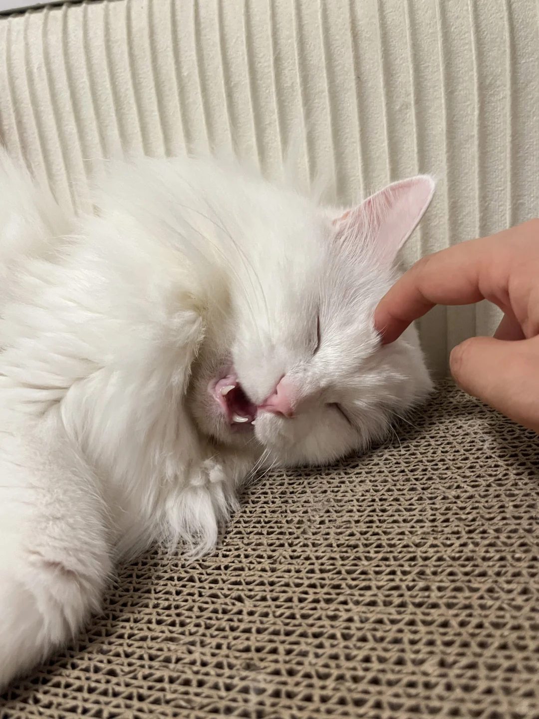 小猫啵啵子该睡啦
