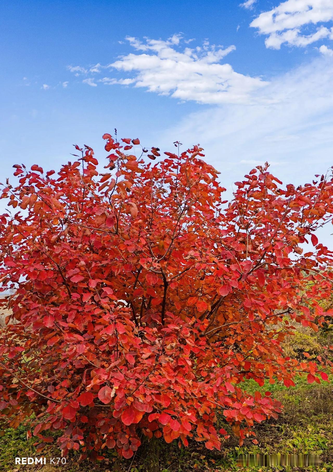 #共享金秋红叶# 黄栌与红枫，染红了秋天，醉美了人间。