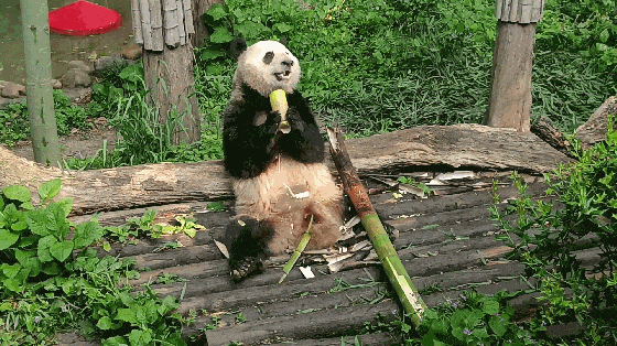 很多动物都有手，甚至还很灵巧，但是，它们的手偏偏学不会远程攻击。
熊猫、仓鼠、土