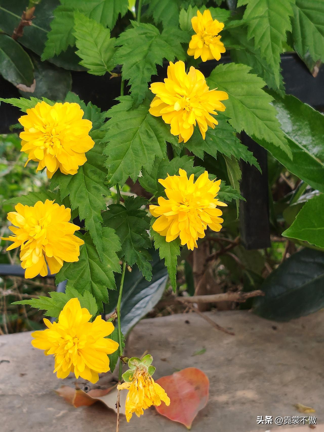 路边随拍漂亮的花几朵野花