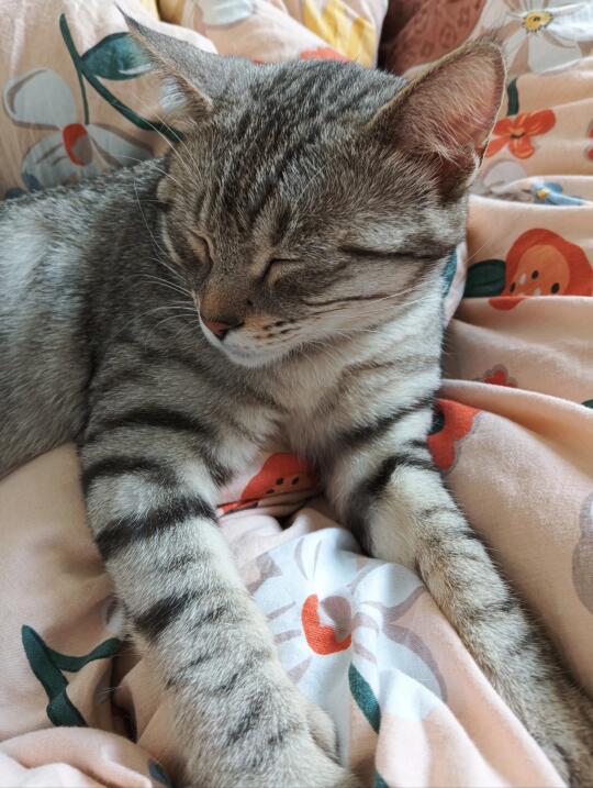 真的有小猫会像小猪一样趴睡哦