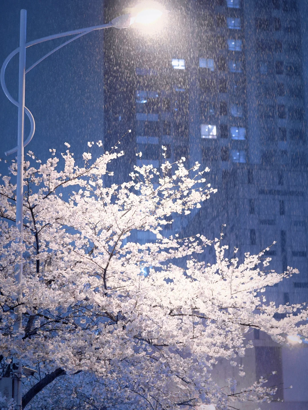 都不敢想象❗️下个月苏州这里的夜樱能有多美