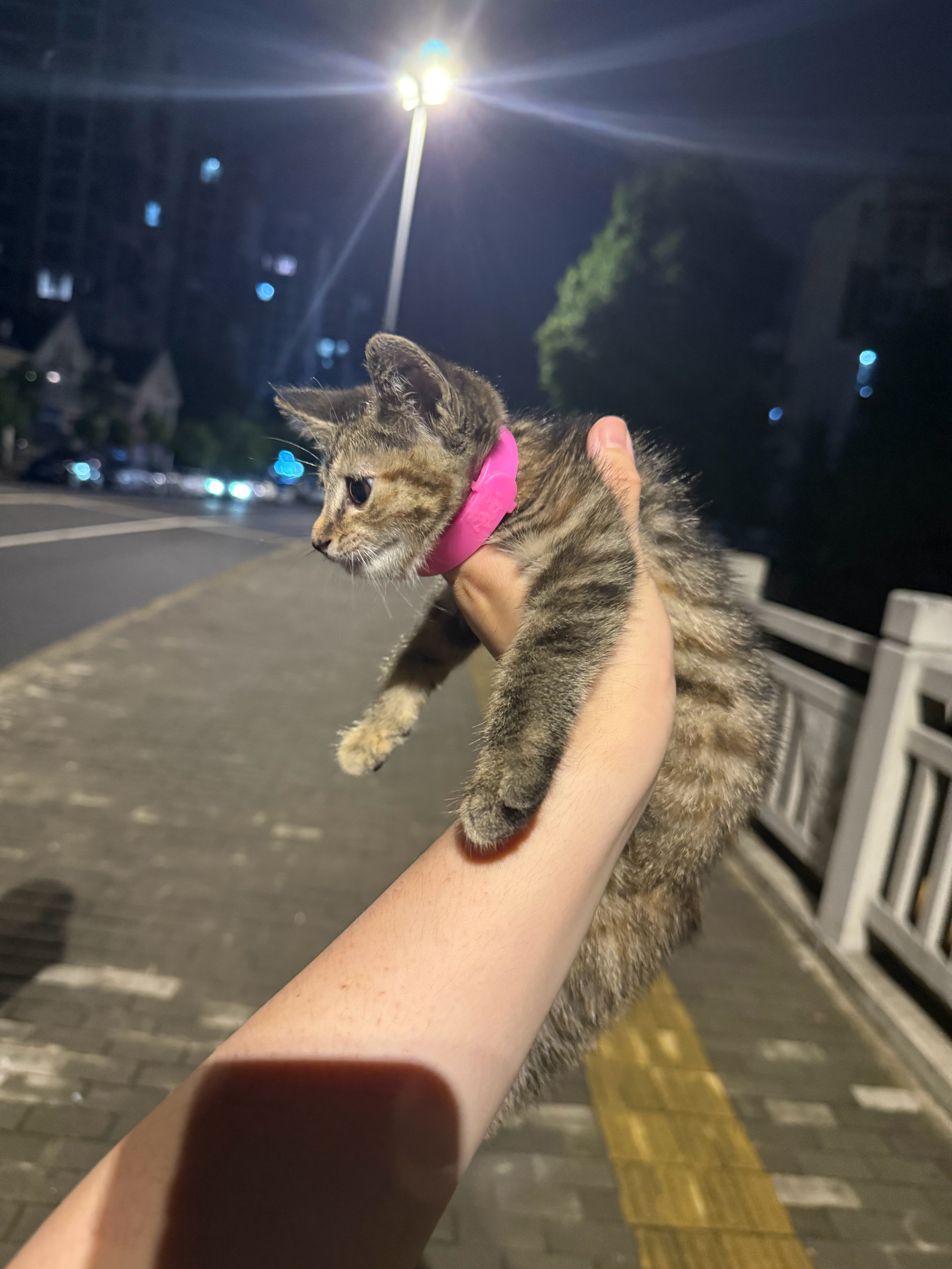 服了 鱼没钓到 又捡了个在马路上乱窜的猫 谁猫丢了！！！！ 