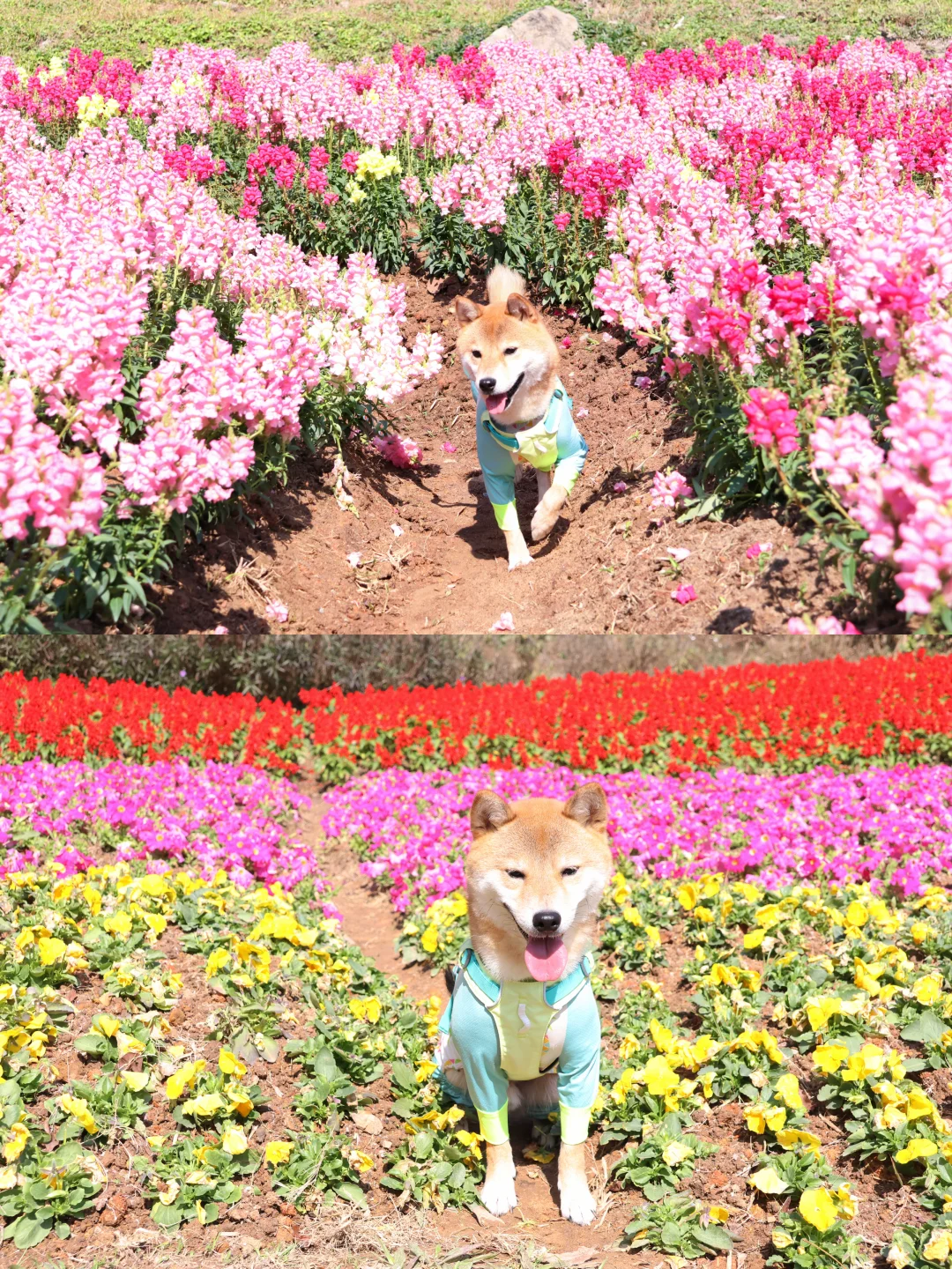 年前溜溜小抱🐶广州你是一座空城啦