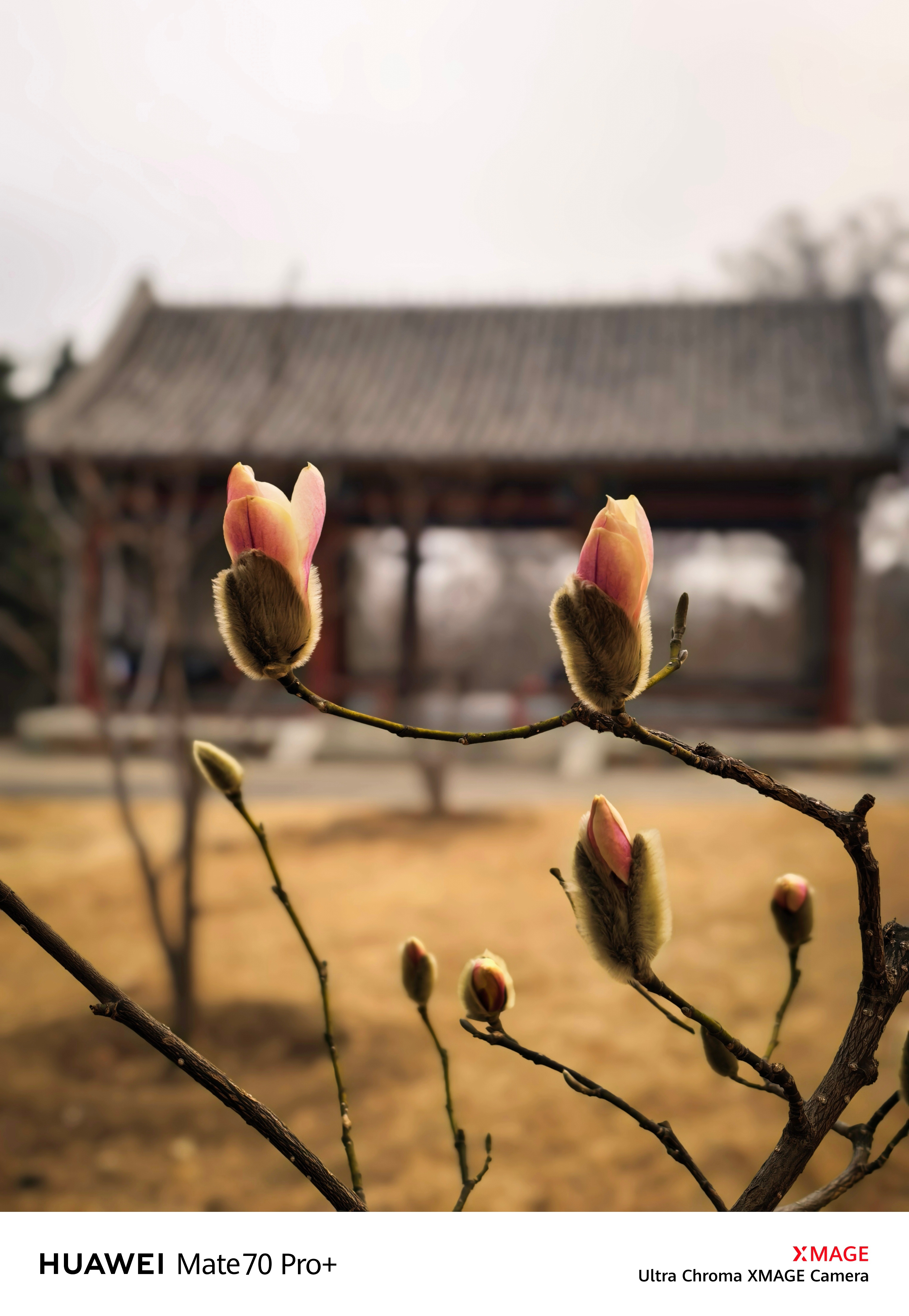 玉兰初绽       春光里，毛绒绒的象牙色花苞怯生生探出萼片，恰似初破壳的雏鸟