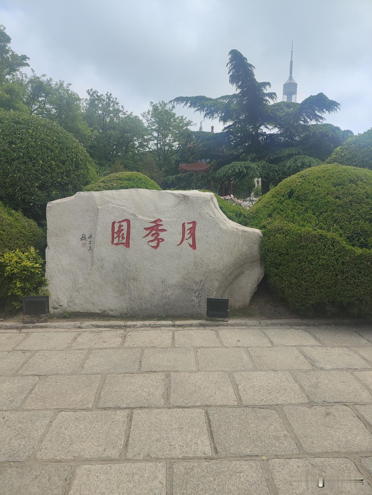 初夏寻芳大连劳动公园，月季满园勾起旧日乡愁！
 
今日专程探访劳动公园月季园，入
