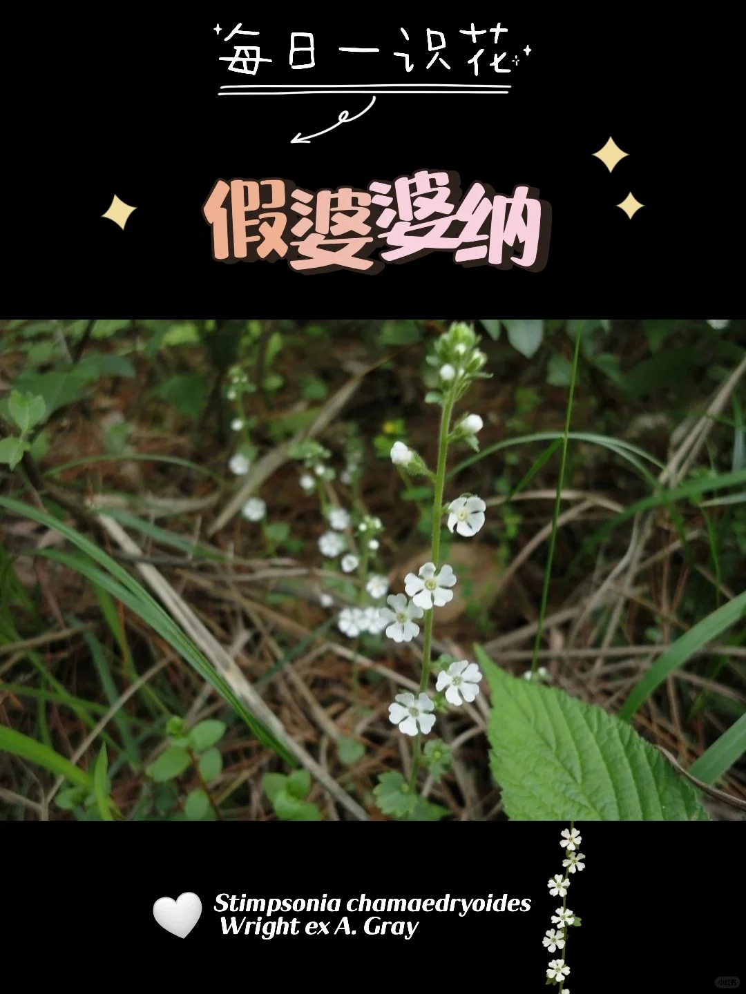 每天认识一种花之【假婆婆纳】day81