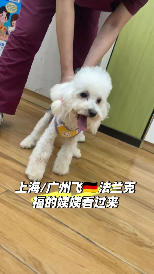近期有没有飞🇩🇪法兰克福的伙伴求带飞