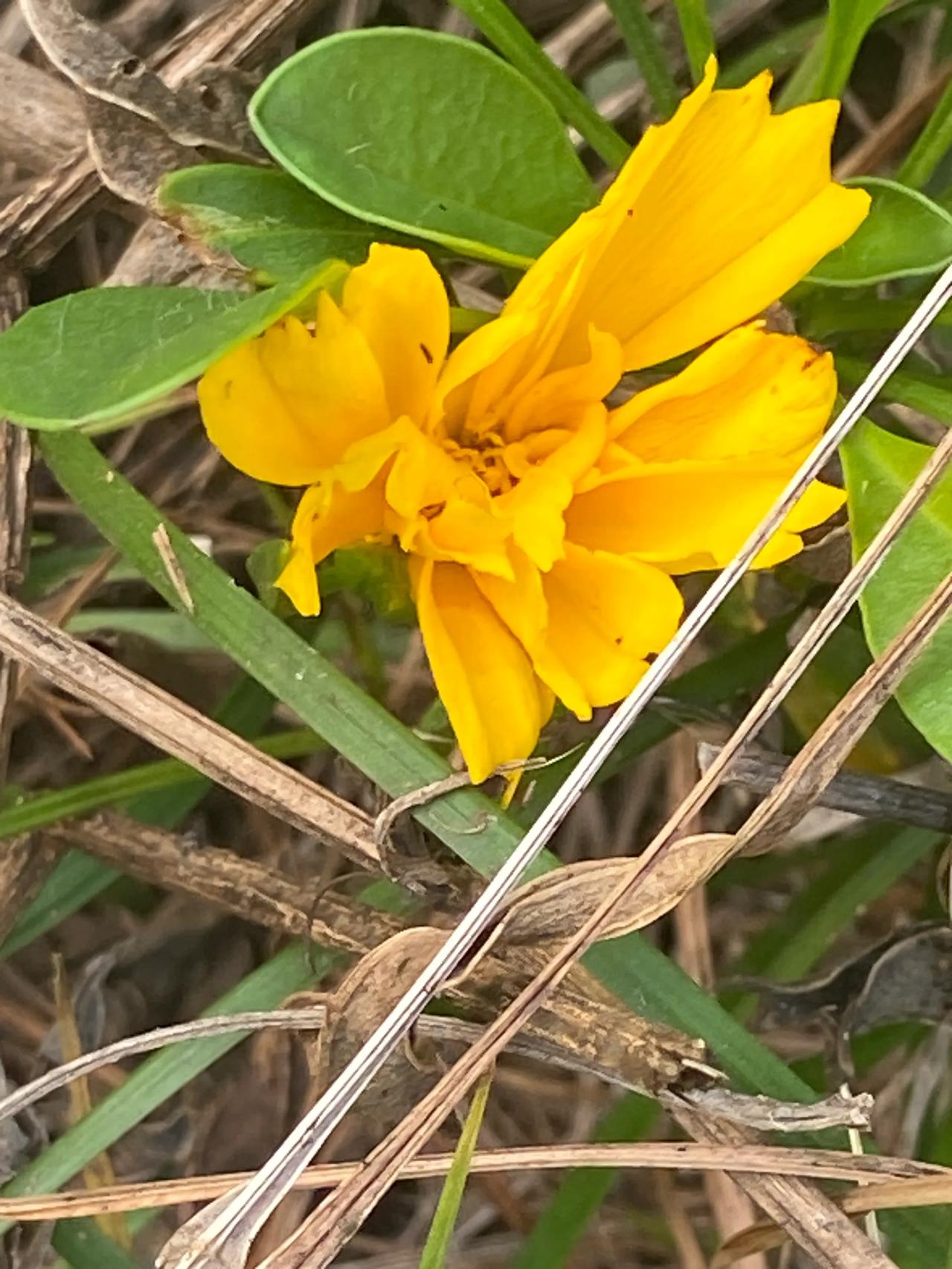 花似锦迎金秋