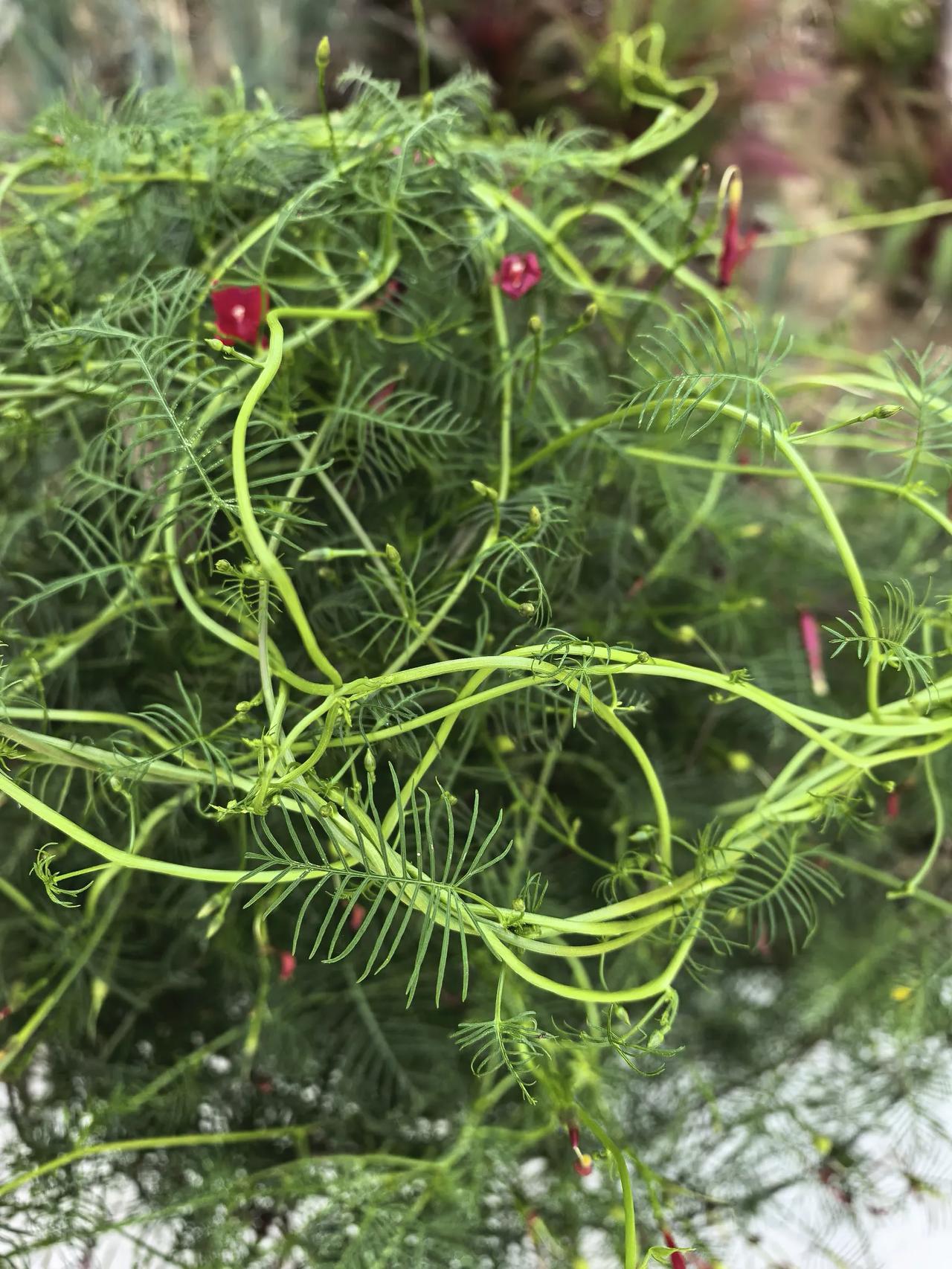 问了下豆包，告诉我名字是：羽叶茑萝（茑萝松，五星花）好吧这名字跟它还真般配。