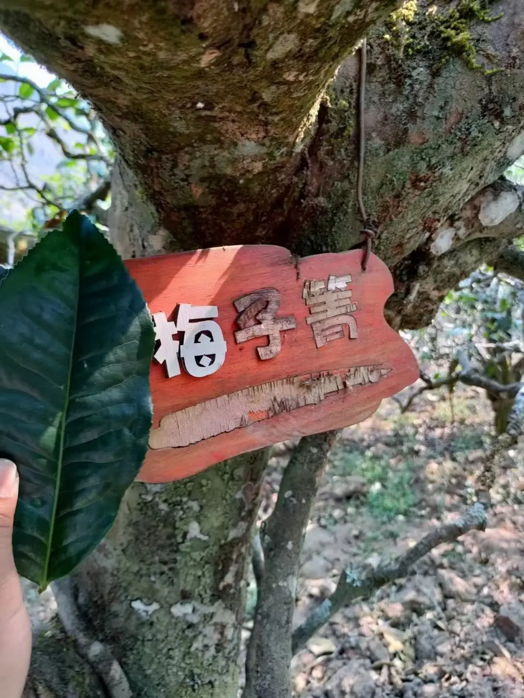 海拔在1800-2000之间的梅子箐和锅底塘 高山云雾出好茶