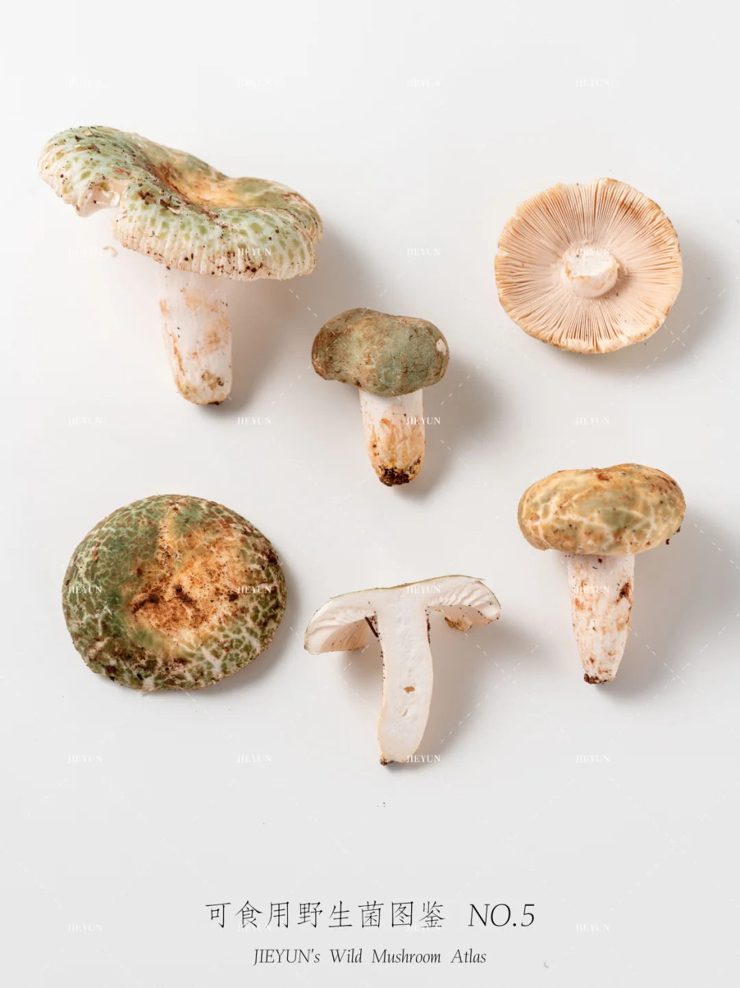 可食用野生菌图鉴NO.5 | 青头菌