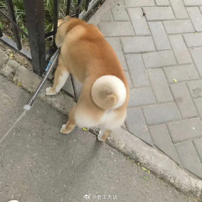 柴柴的尾巴看起来很好吃 ​​​