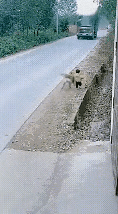 看得我惊险的一幕，小狗真的救了孩子，刚好被主人看到了。