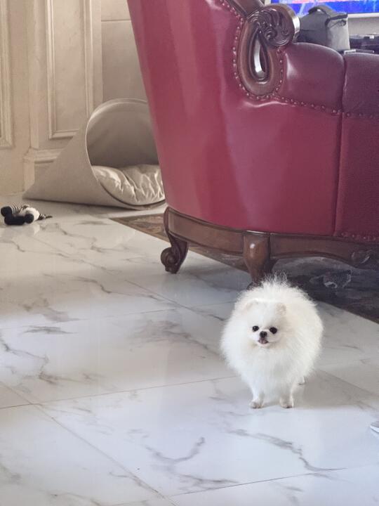 站狗和坐狗