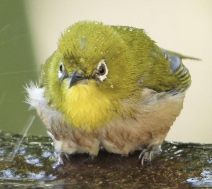 “就让这大雨全都落下  ” 被别的锈眼甩一身水 
