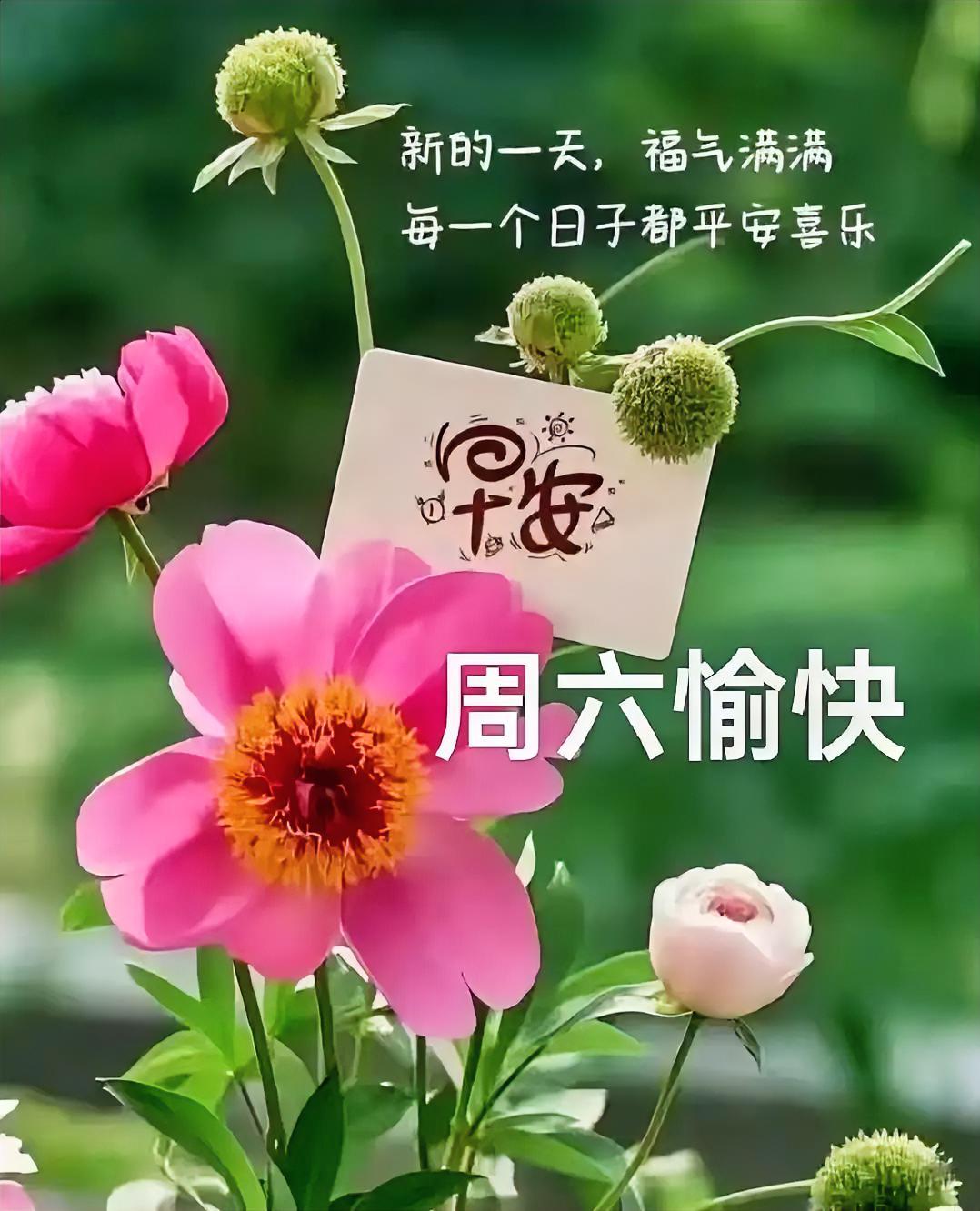 早安，粉色花朵盛开，周六愉快！新的一天福气满满，愿你平安喜乐每一天。