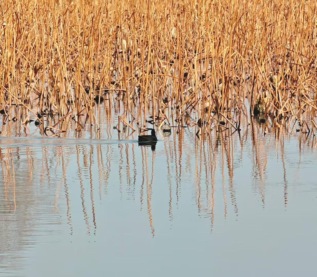 枯苇把秋意织成金色的网，水鸟划开涟漪，像在给平静的湖，投递一封关于“孤独与自由”