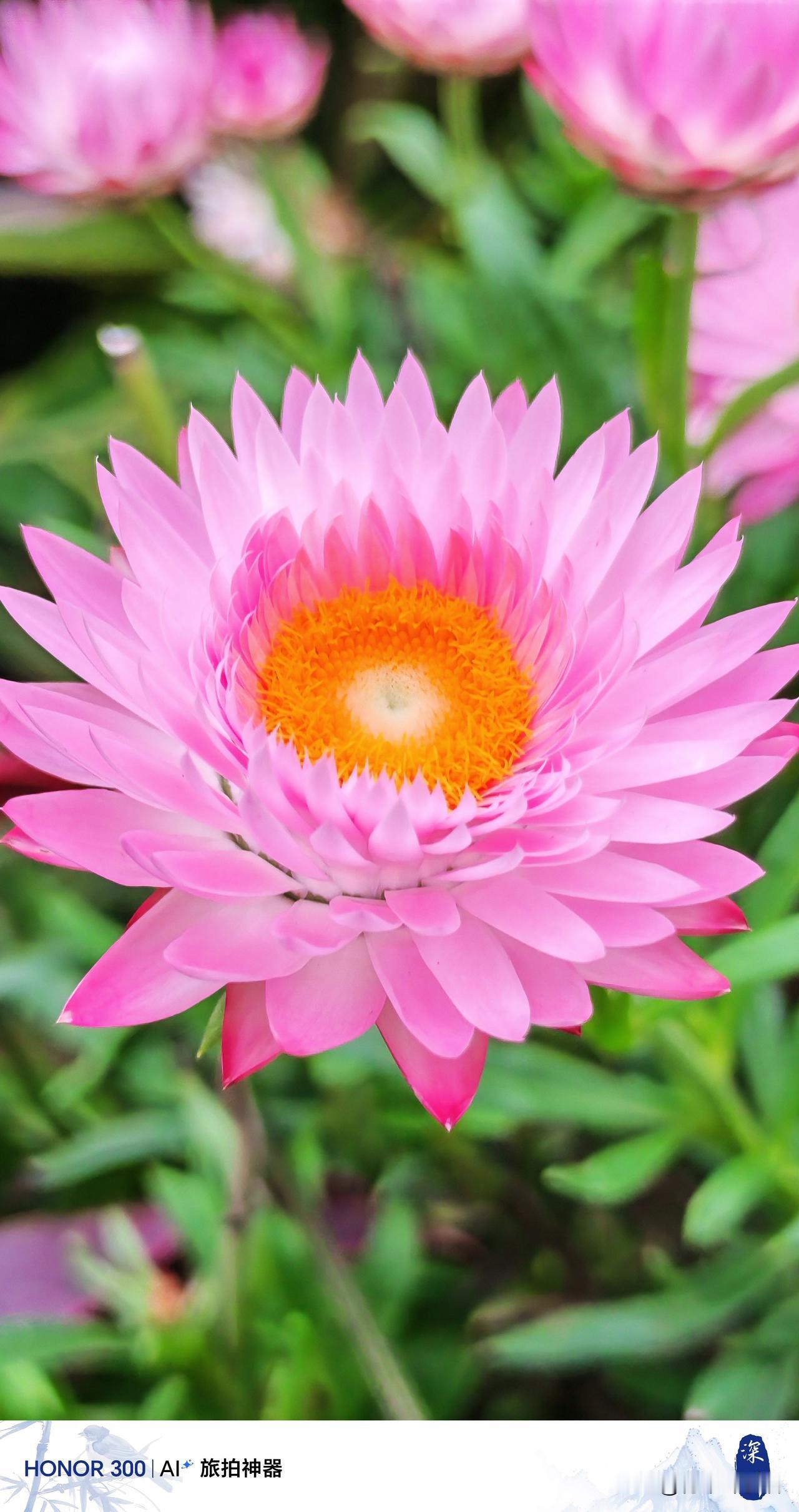 春日看花赏花，
春日里随手一拍都是都是一道亮丽的美景。春日里公园游，
最常见的是