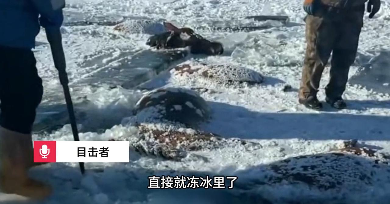 这损失太大了！黑龙江嫩江，一位七旬老人养了不少马，前两天突然发现13匹马不见了，