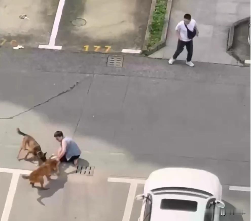上海对养烈性犬的人太仁慈了！
7月7日上海青浦某小区两只大型烈性犬撕咬一小孩，一