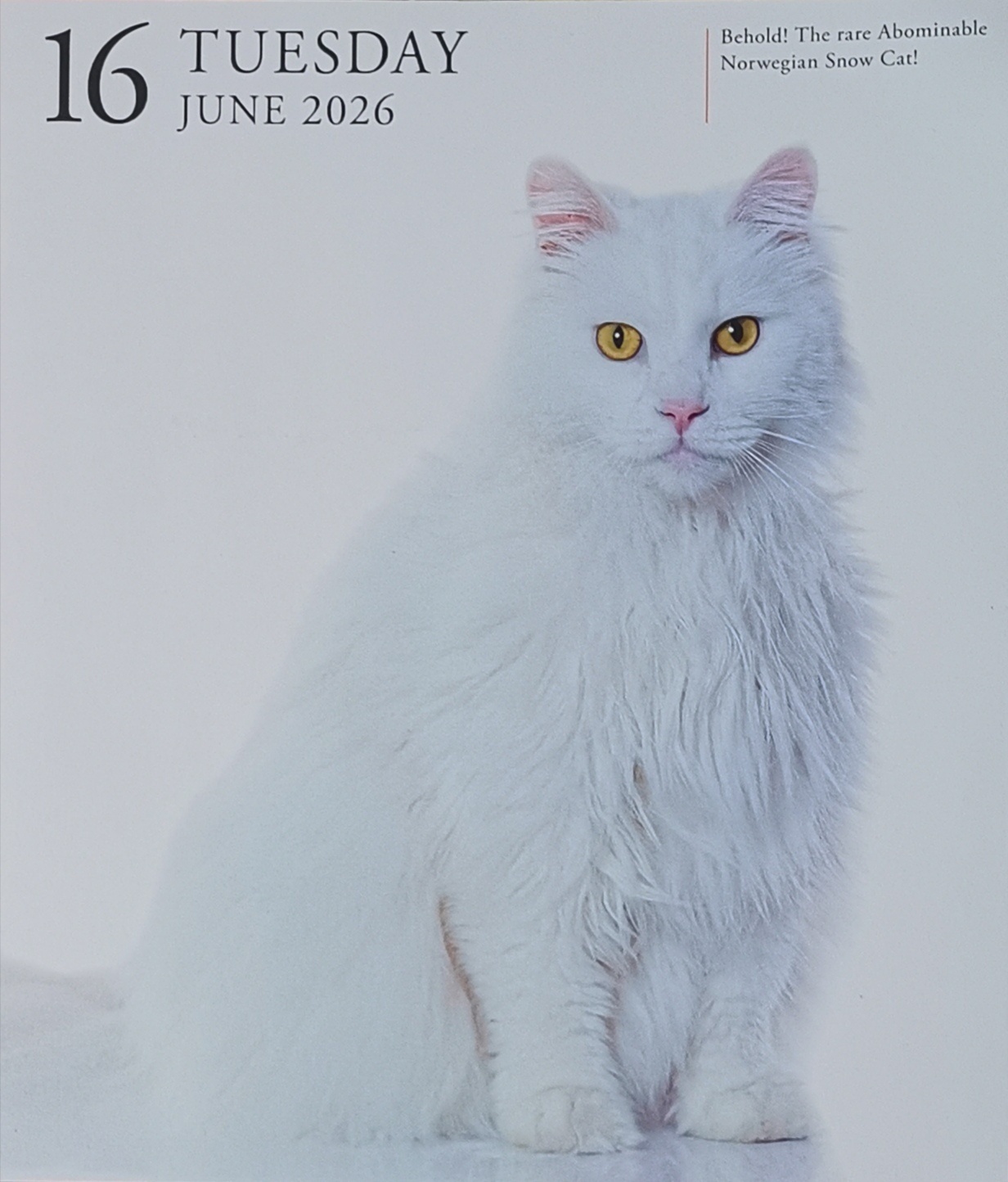 猫宁。今日多帅强弟仍暂不出镜。一日二猫，洋猫中猫。
