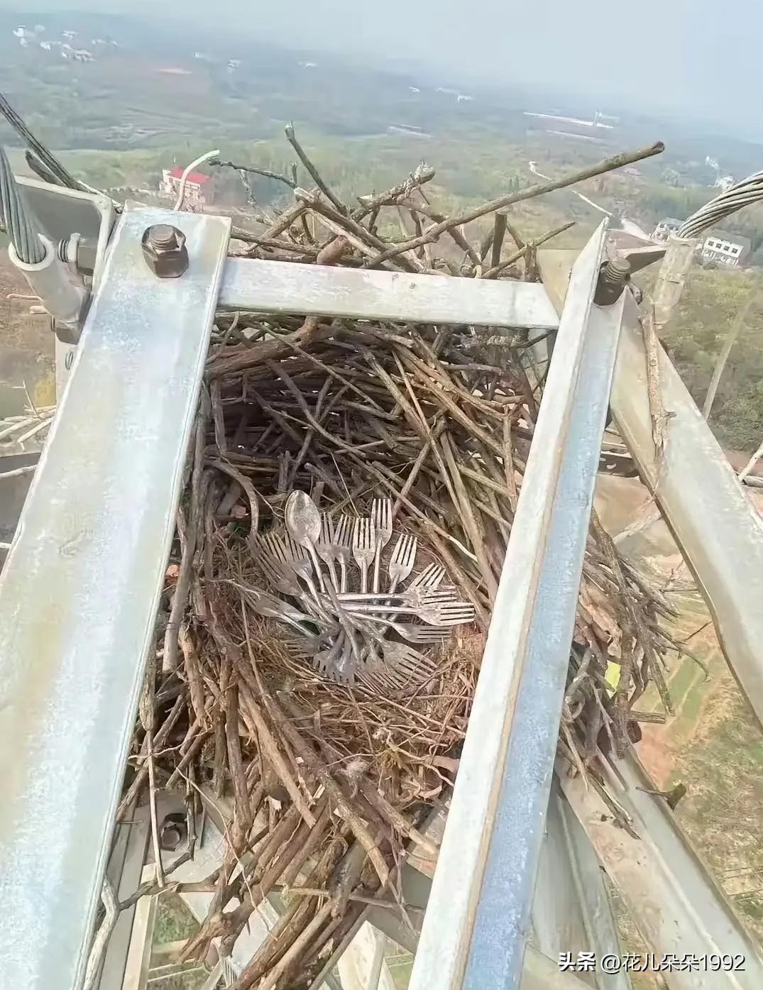 电力巡线工人拍的，鸟妈妈搭得真好，跟编框一样。
渡鸦喜欢闪闪发光的东西，它们会收