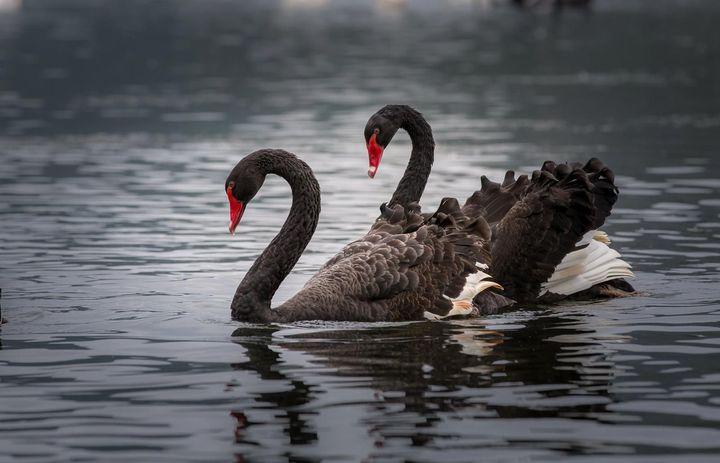 大连儿童公园
黑天鹅被偷走杀害

由先生是公园的老熟人，看到“达达”被偷走杀害，