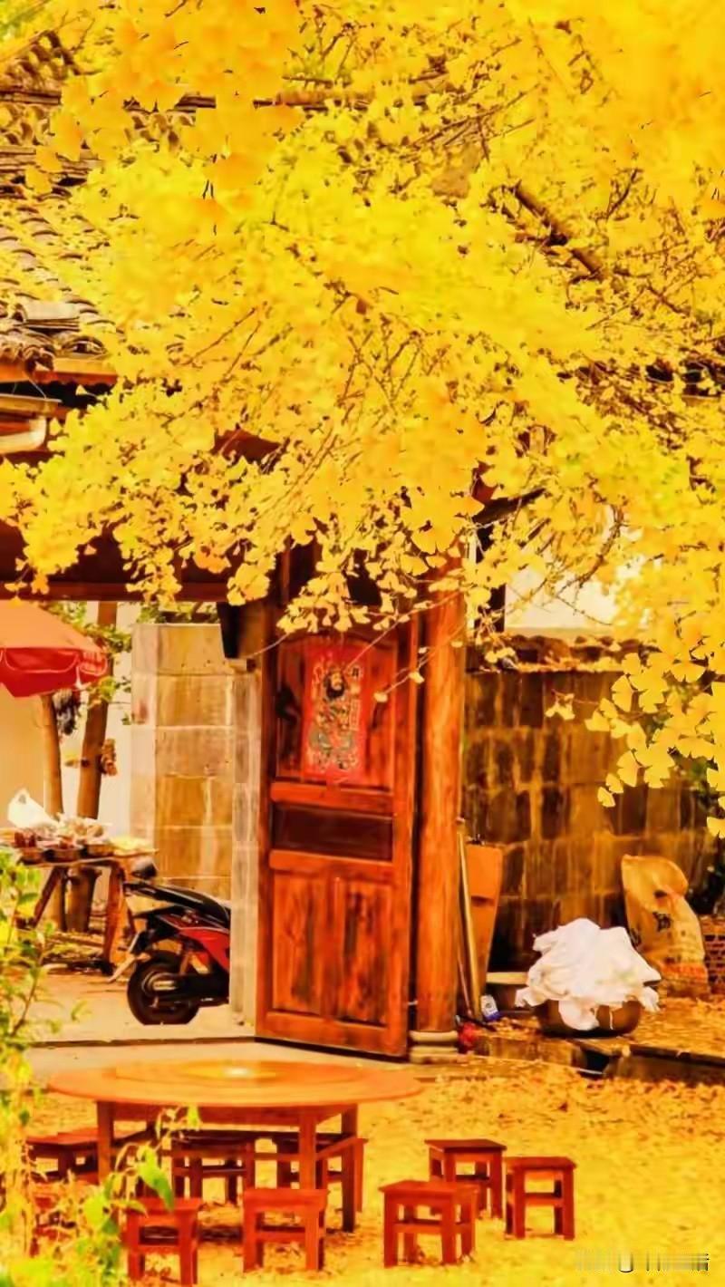 秋居
              秋居
古木摇金，叶落成毯。
木门半掩，旧物安闲