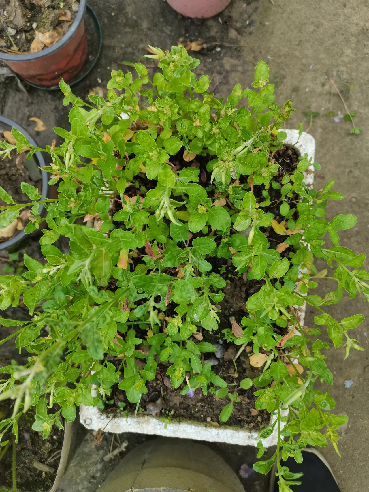 弄不懂：养在泡沫箱子里的美丽月见草，半死不活的，长在石缝中无人管的却生机盎然。