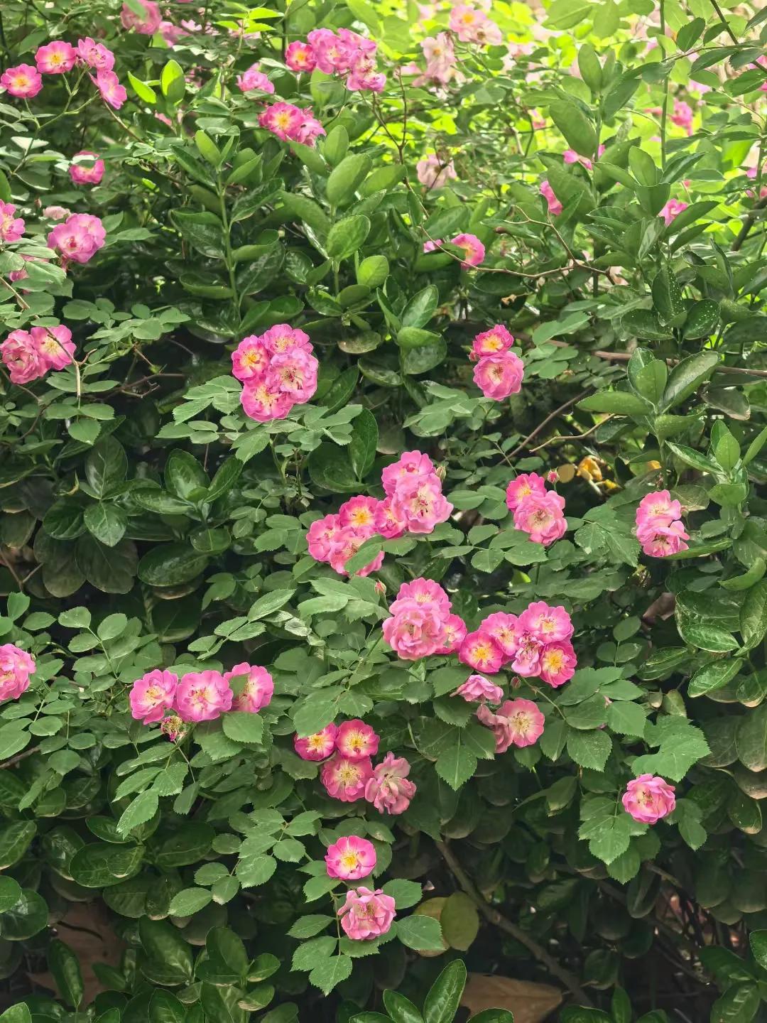 分享一张花的照片