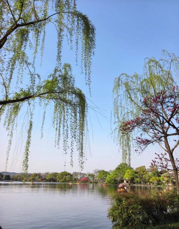 晒图笔记大赛春风杨柳万千条