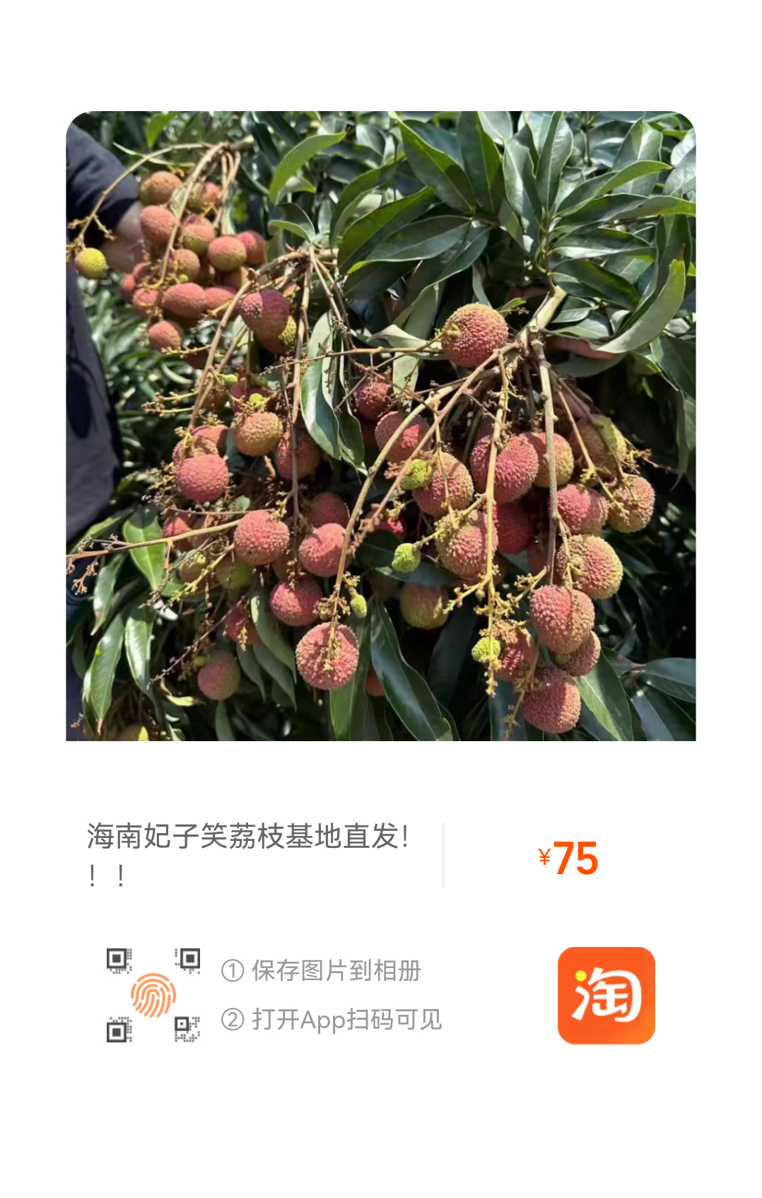 鸽鸽庄园的水果就是这么令人放心荔枝还有最后十几天就下市了，再上也是明年，我们只会