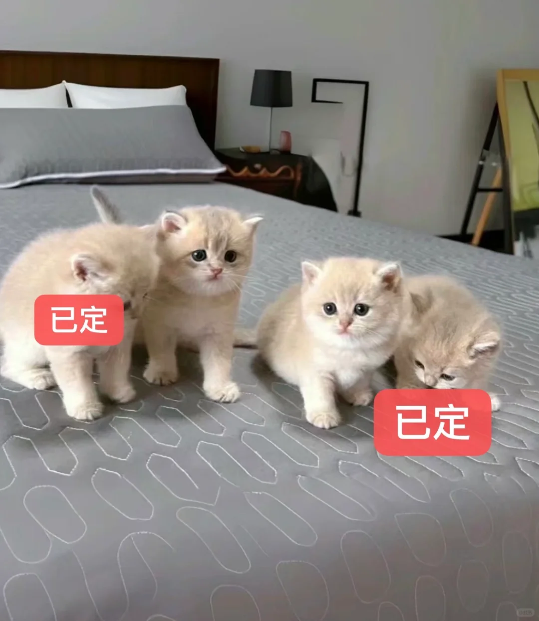 🇭🇰HK一窩紫金BB💛只剩兩隻～