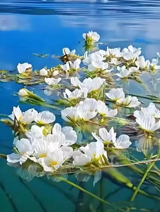 这漂亮且被称作“水性杨花”的花，其实是国家二级保护植物波叶海菜花。它生长的地方可