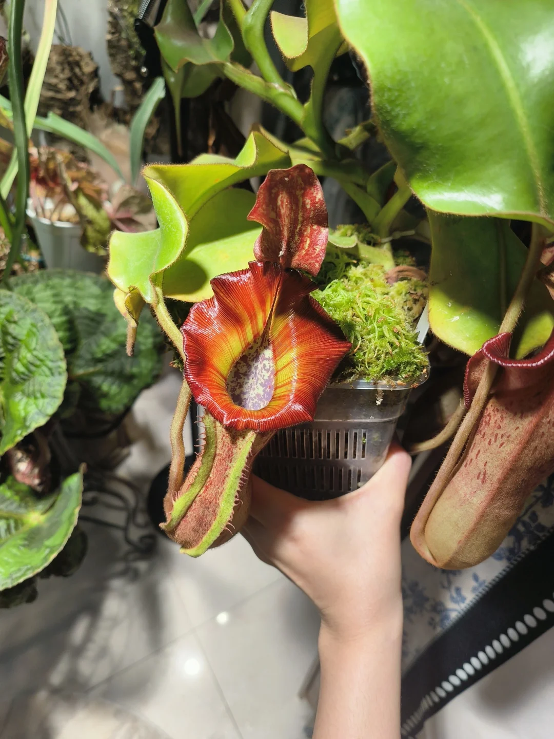 花房放不下了谁来继承一下