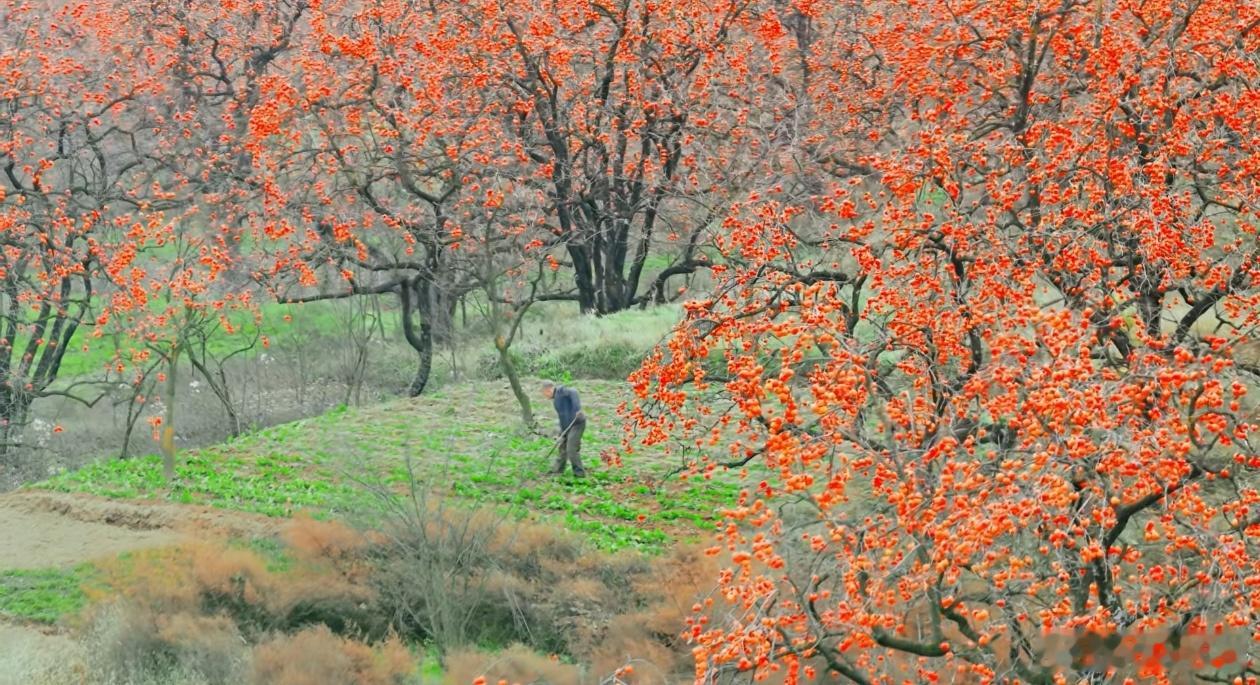 万山红遍！你看这是什么花？ 