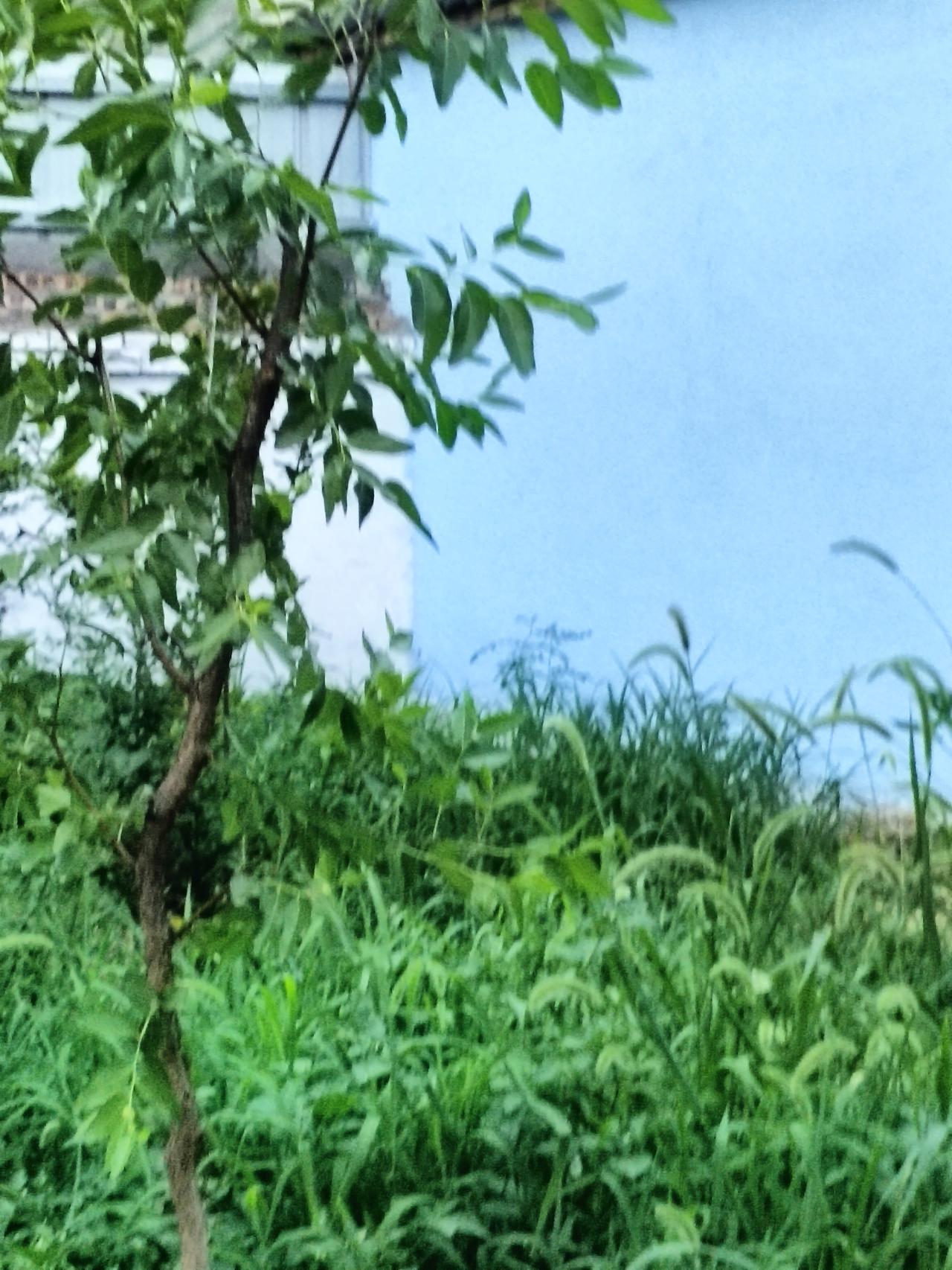夏日随手拍一方浅蓝色院墙，围住满院蓬勃绿意。野草自在疯长，枝叶层层叠叠，满眼清新