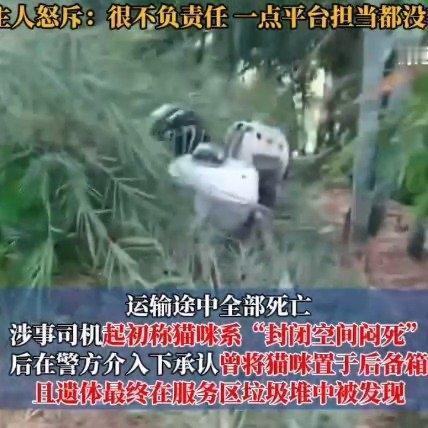 刷到哈啰送宠平台那事儿，看得人拳头都硬了。用户托运三只猫，结果司机操作失误，猫全