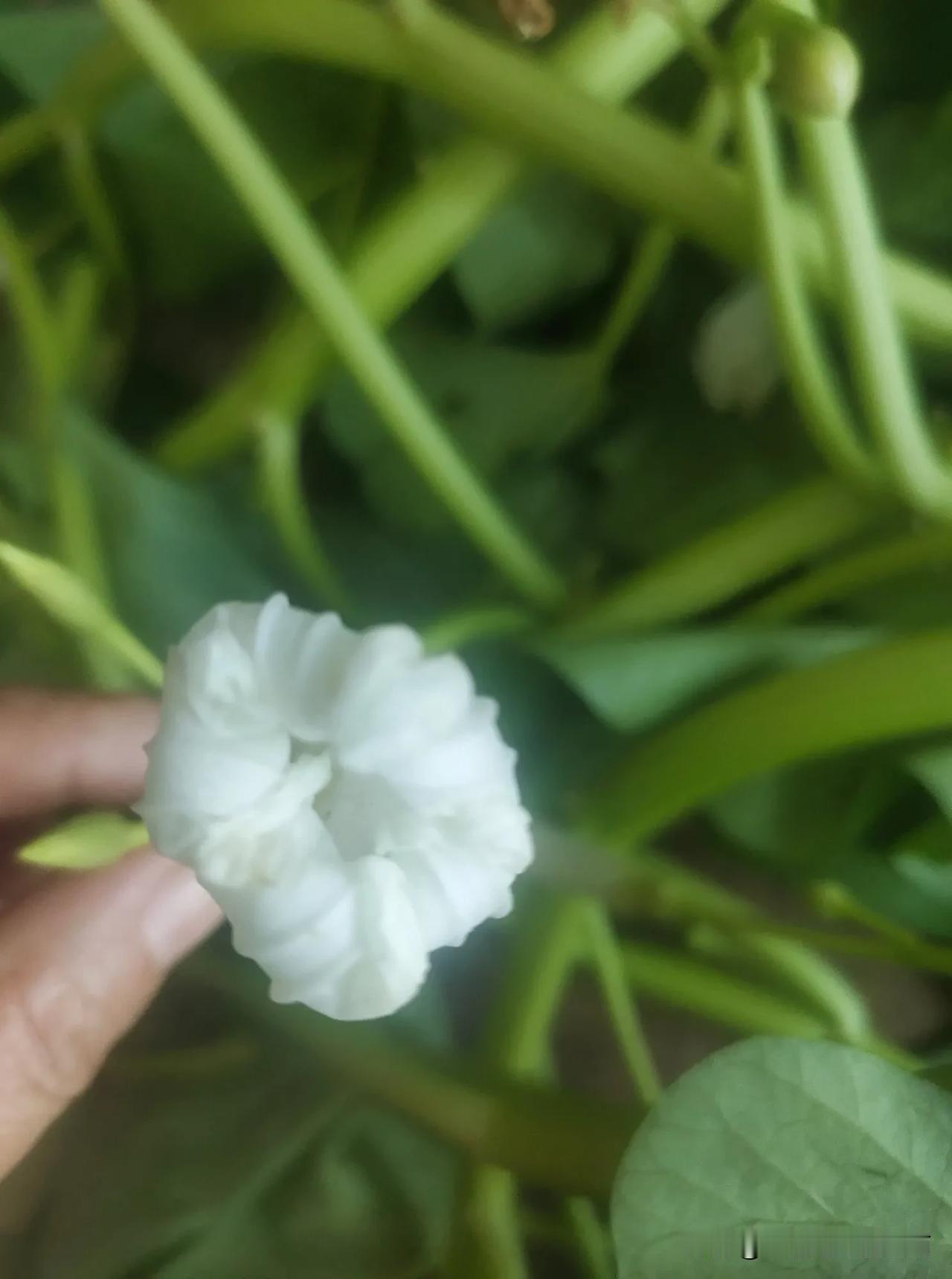 来猜猜，这是什么花？

不是我看不起你，十个人里有两个认识的，我就觉得比例很高了