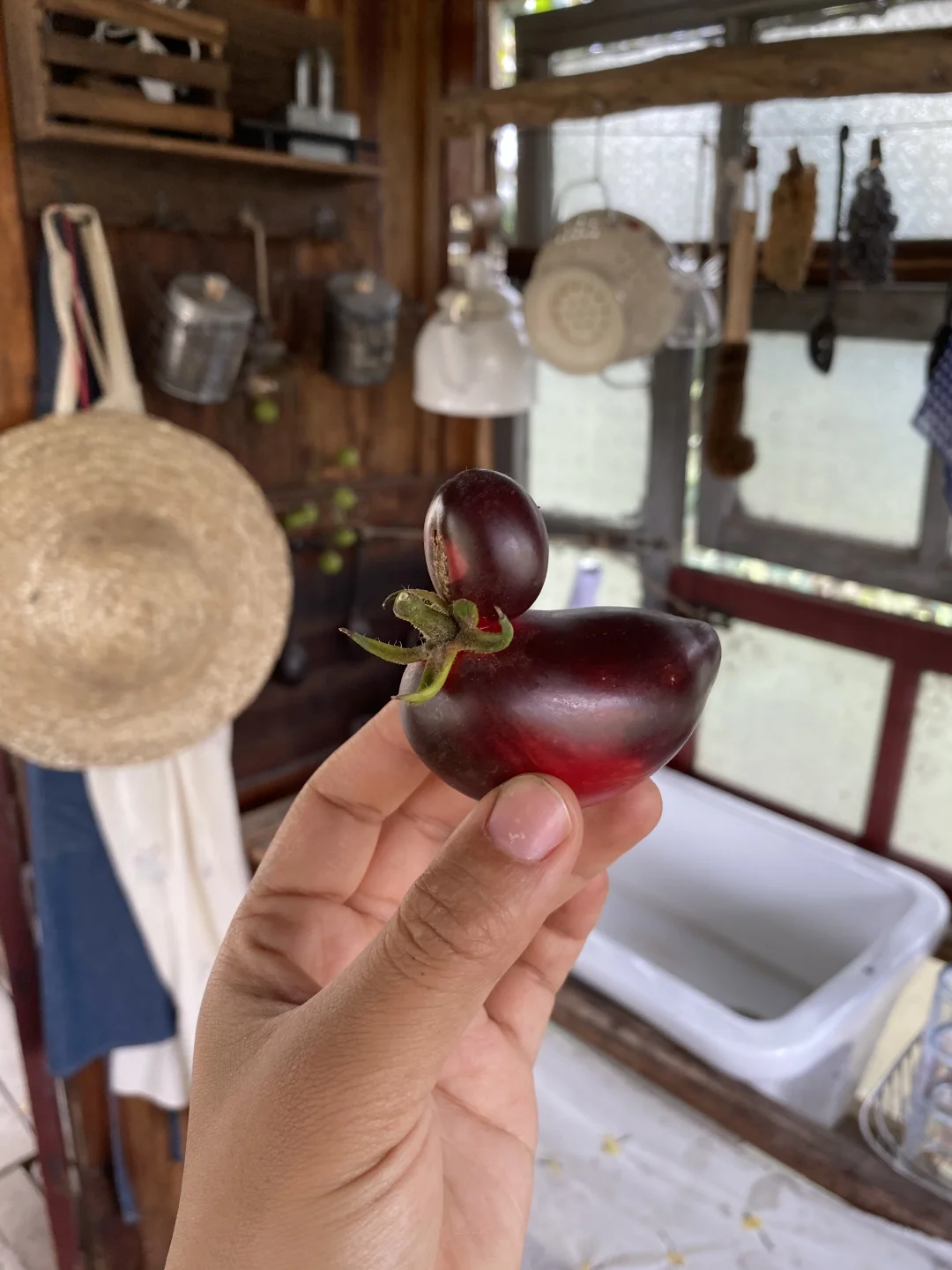 这颗番茄长得好像一只鸭子🍅🦆