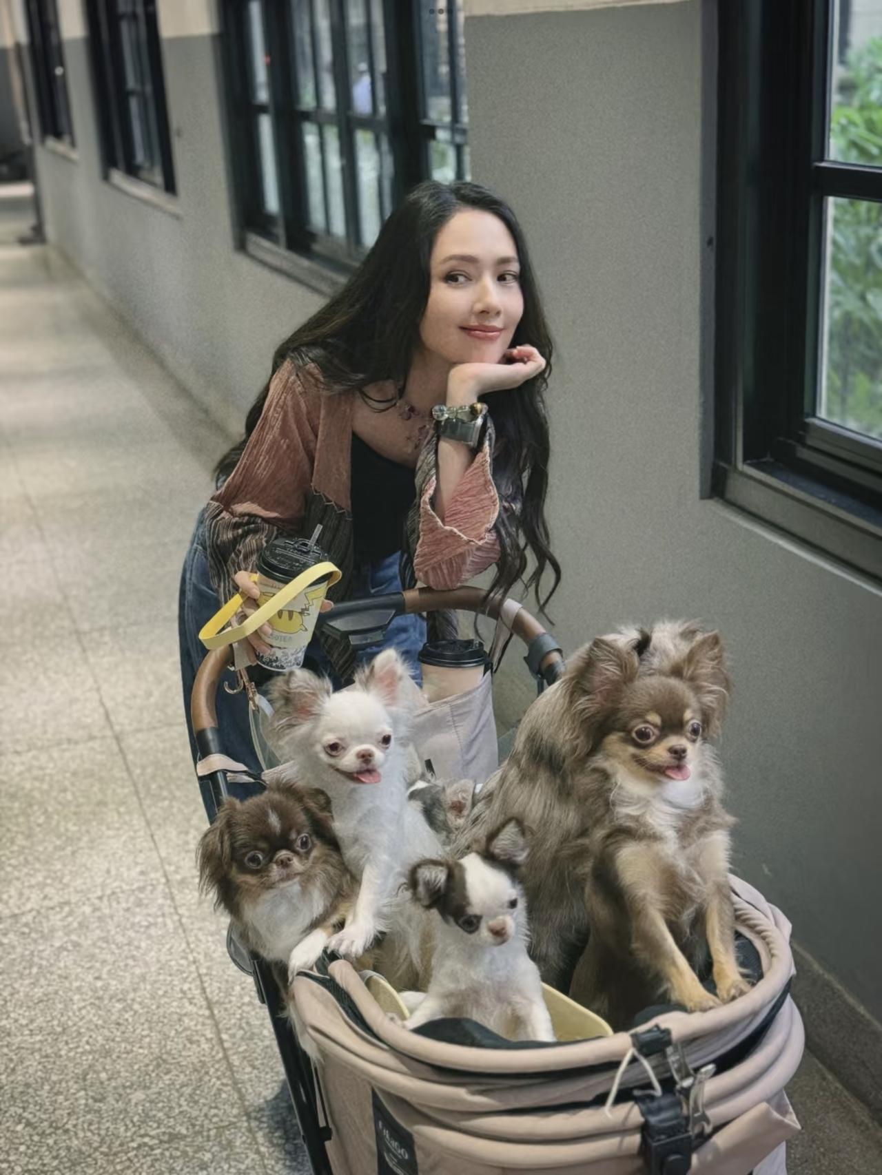 郭碧婷晒与狗狗合照，照片中的狗狗都很开心，每一只长得都差不多。

郭碧婷结婚以后