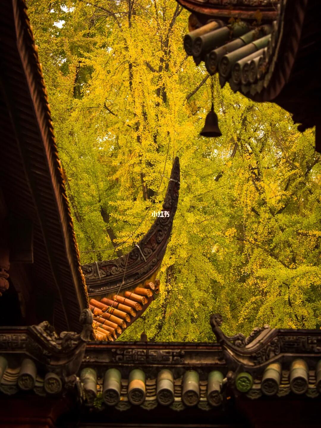 在这座古典园林赏成都十二月的最后一波秋色