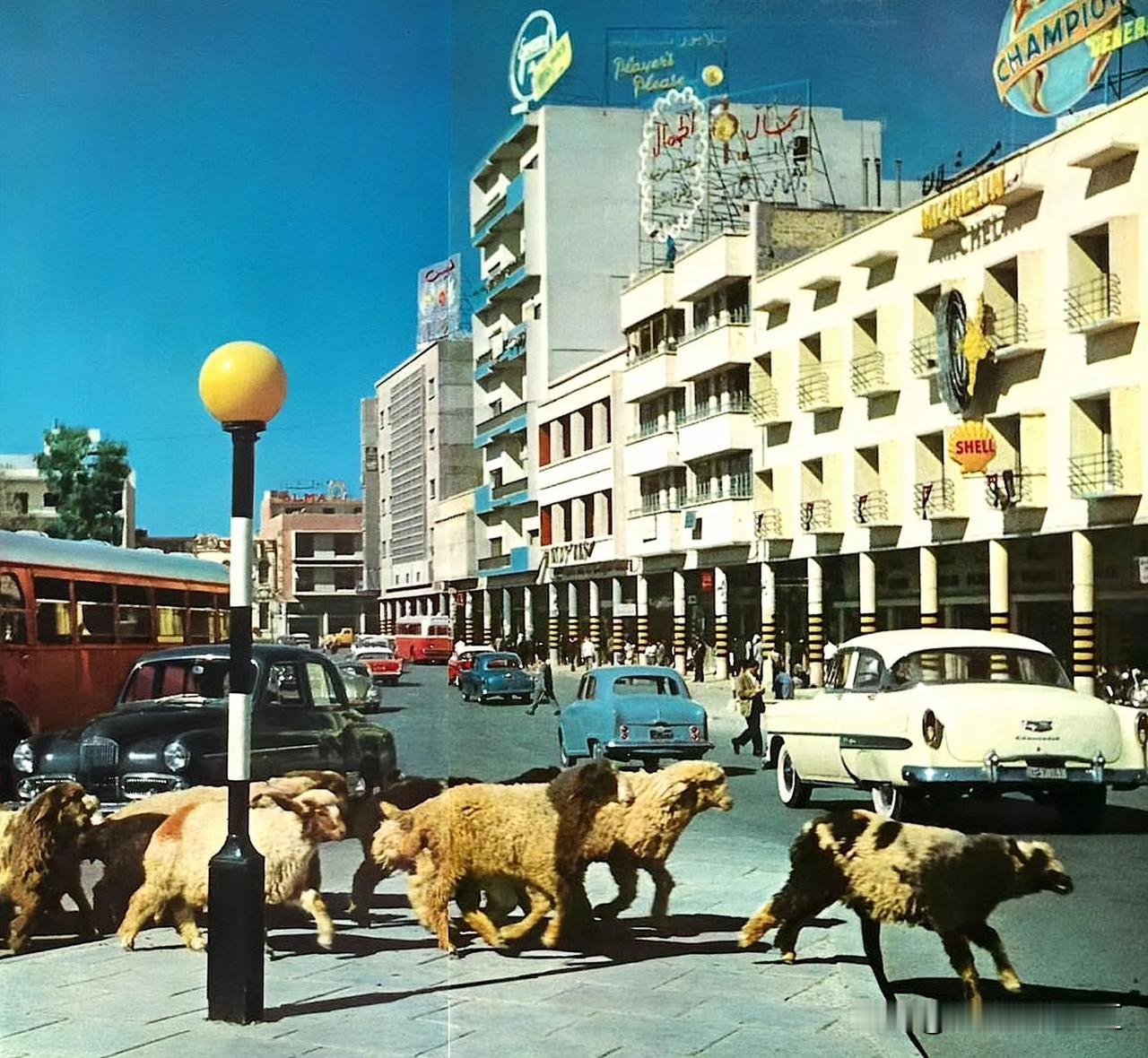 1958，伊拉克首都巴格达街道上的山羊 ​