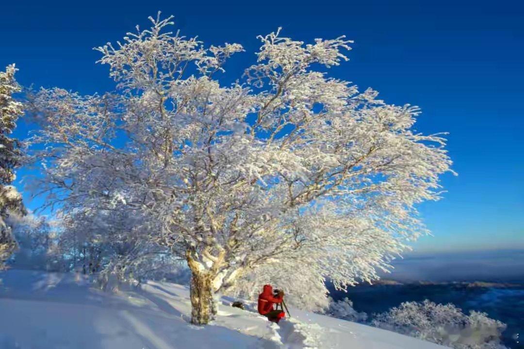 沉浸式感受黑龙江最美冰雪季  黑龙江的冬天才是雪的主场！踩在没过脚踝的厚雪上咯吱