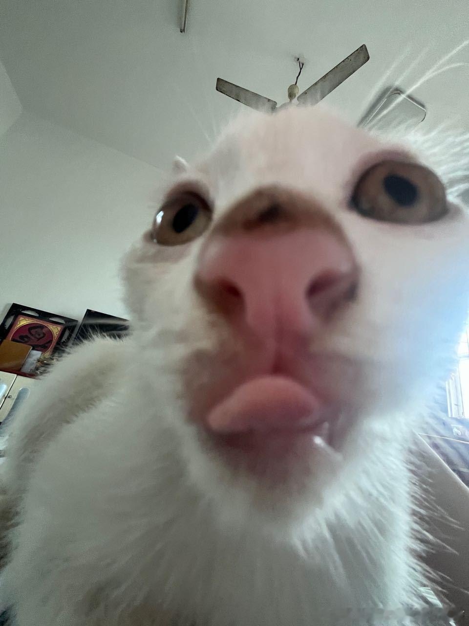 50492【丑猫】看久了心里竟生出了一丝别样的情愫 