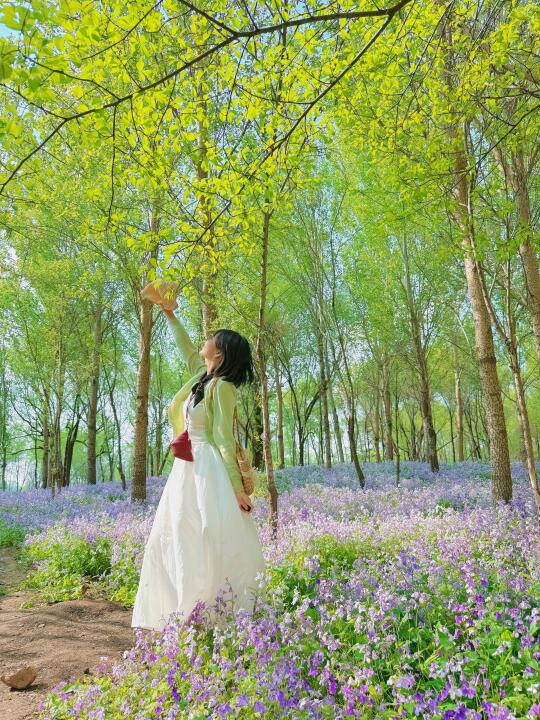 北湖公园二月兰花开满(附🔎📍)