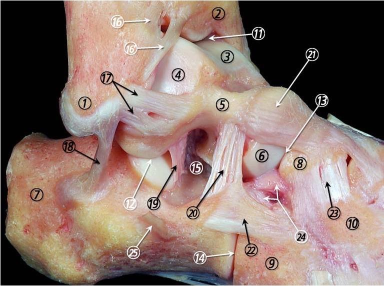踝关节韧带。每一图都凝聚了前辈们大量的心血、高超技艺！距腓前韧带