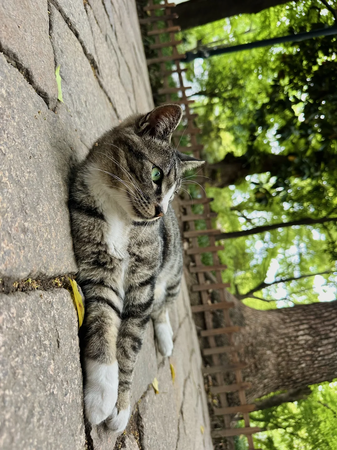 苏州猫猫寺名不虚传🥹🐾每只咪都好可爱